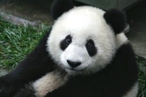 Google Panda